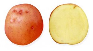 Лучшие сорта картофеля: характеристики и фото