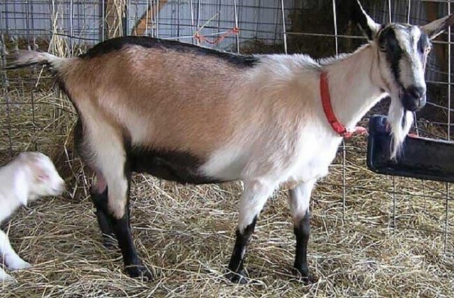 Альпийская молочная коза – разведение, содержание и уход