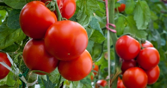 Детерминантный сорт томатов