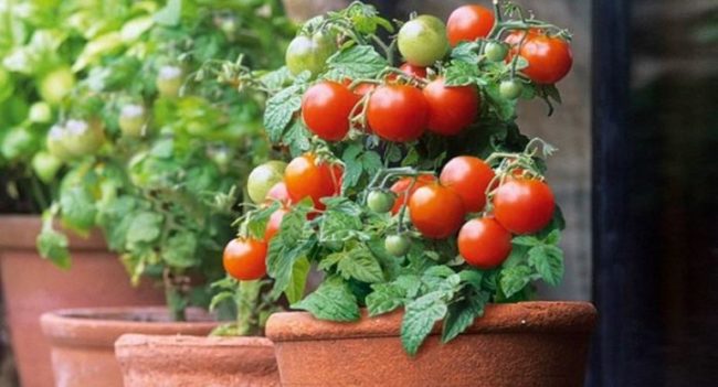 pomidory 16