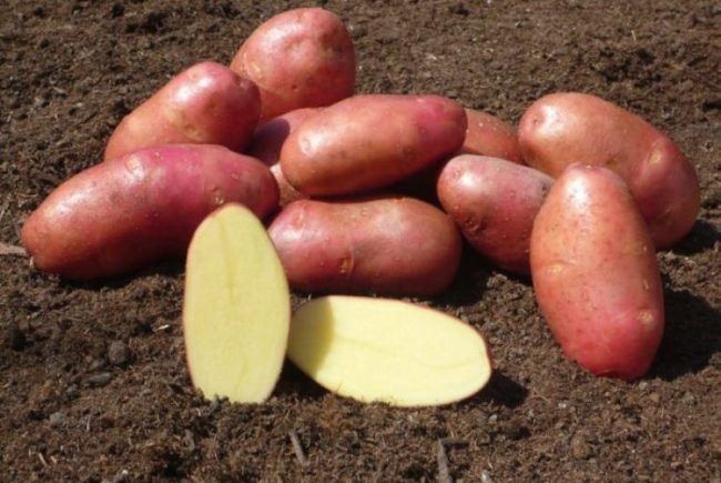 Как правильно выращивать картофель Ред Скарлет?