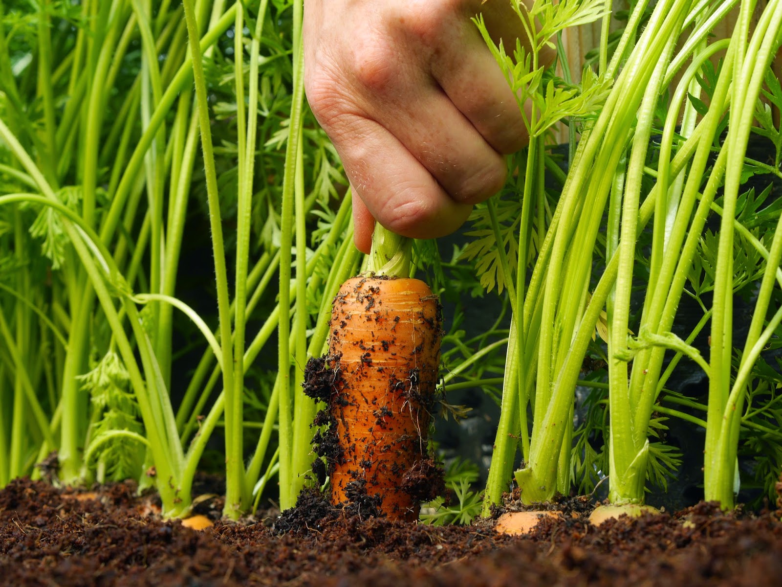как прорастить семена моркови видео