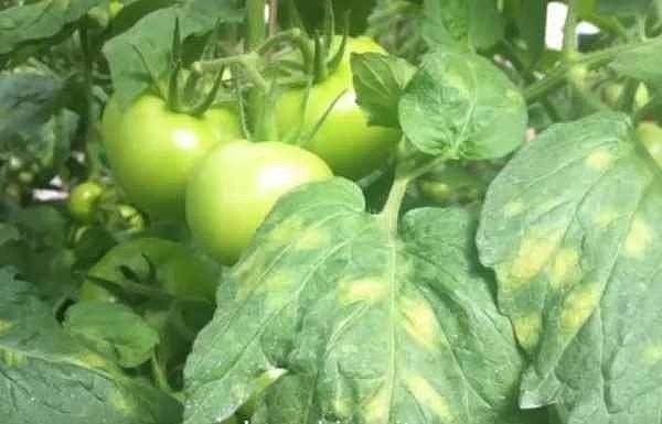 Причины изменения цвета листьев томатов