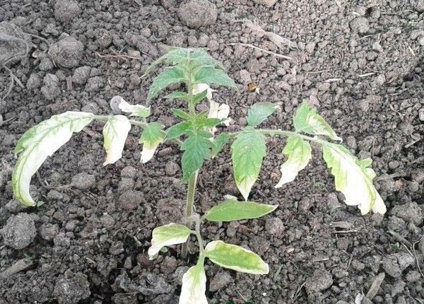 Белые пятна на рассаде томатов - причины, методы борьбы и профилактика